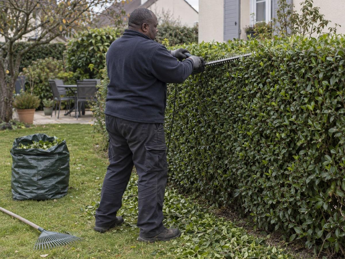 Une haie taillée dans un jardin de pavillon